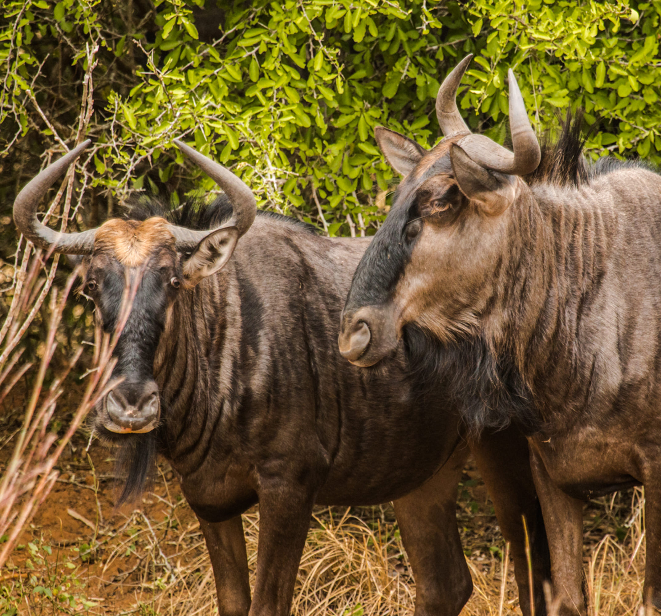 Safari in Angola